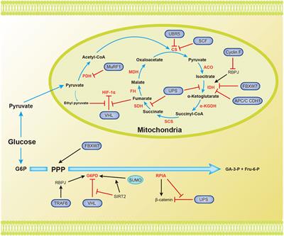 Regulation of Glucose, Fatty Acid and Amino Acid Metabolism by Ubiquitination and SUMOylation for Cancer Progression